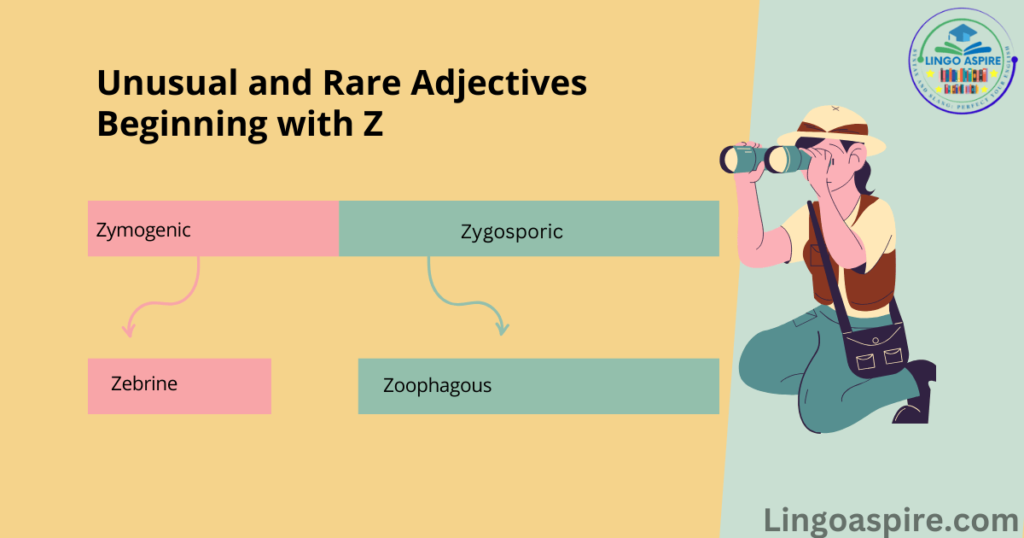 Unusual and Rare Adjectives Beginning with Z